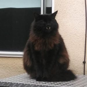 Meet your Posher, Luis